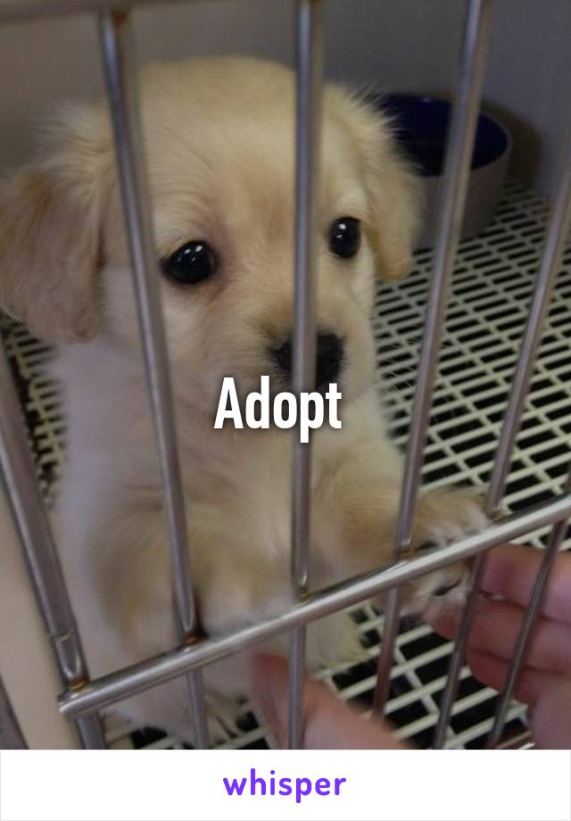 Adopt 