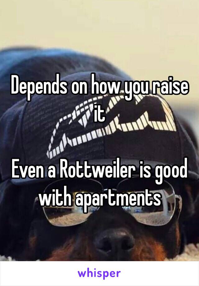 Depends on how you raise it

Even a Rottweiler is good with apartments 