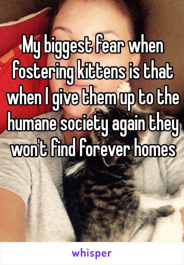 My biggest fear when fostering kittens is that when I give them up to the humane society again they won't find forever homes