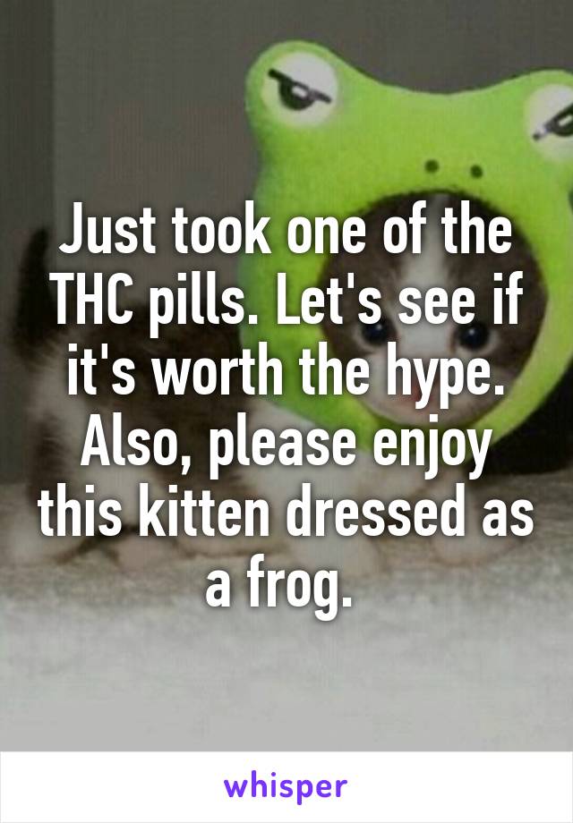 Just took one of the THC pills. Let's see if it's worth the hype. Also, please enjoy this kitten dressed as a frog. 