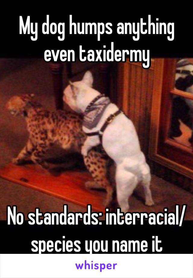 My dog humps anything even taxidermy





No standards: interracial/species you name it 