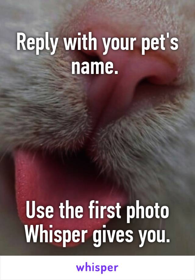 Reply with your pet's name. 





Use the first photo Whisper gives you.