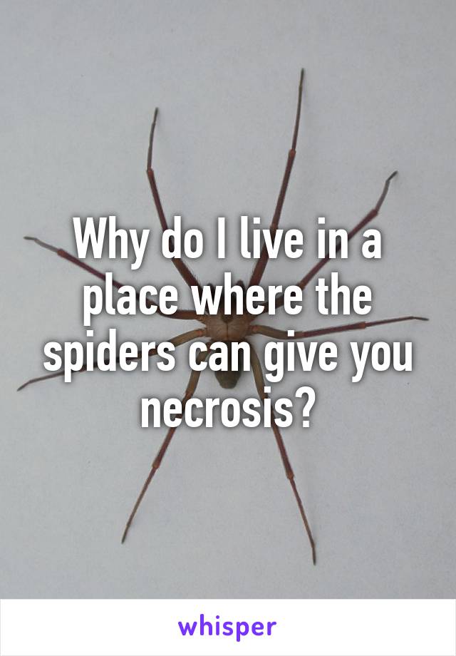 Why do I live in a place where the spiders can give you necrosis?