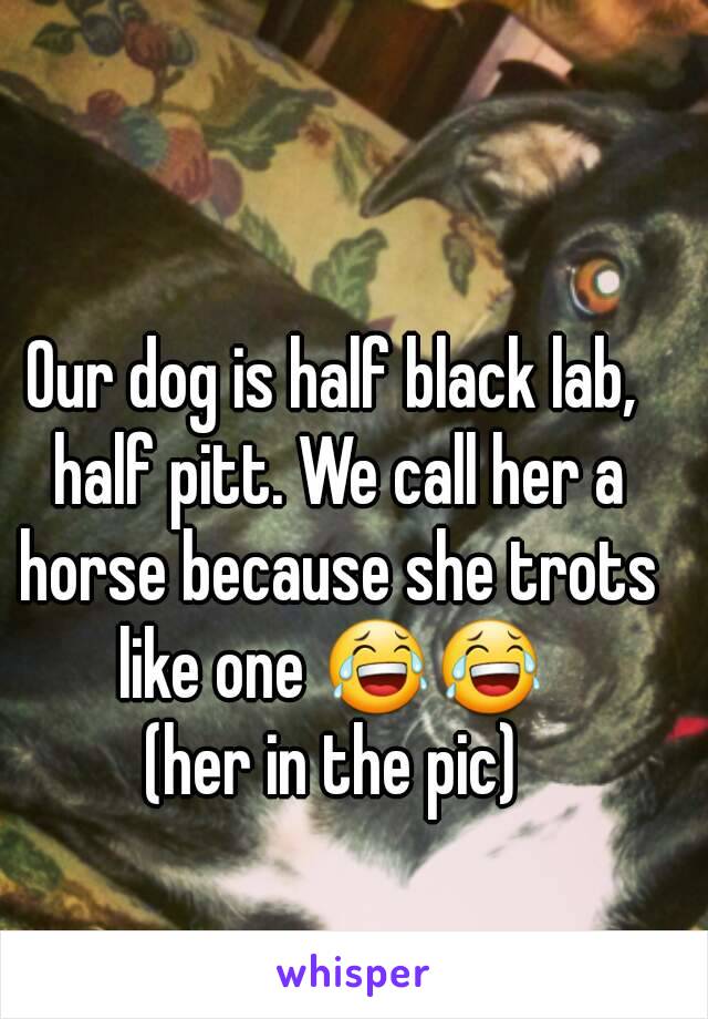 Our dog is half black lab, half pitt. We call her a horse because she trots like one 😂😂 
(her in the pic)