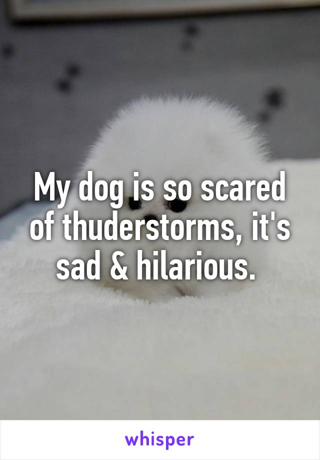 My dog is so scared of thuderstorms, it's sad & hilarious. 