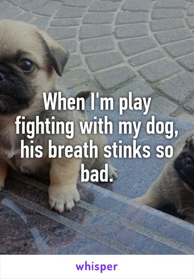 When I'm play fighting with my dog, his breath stinks so bad.