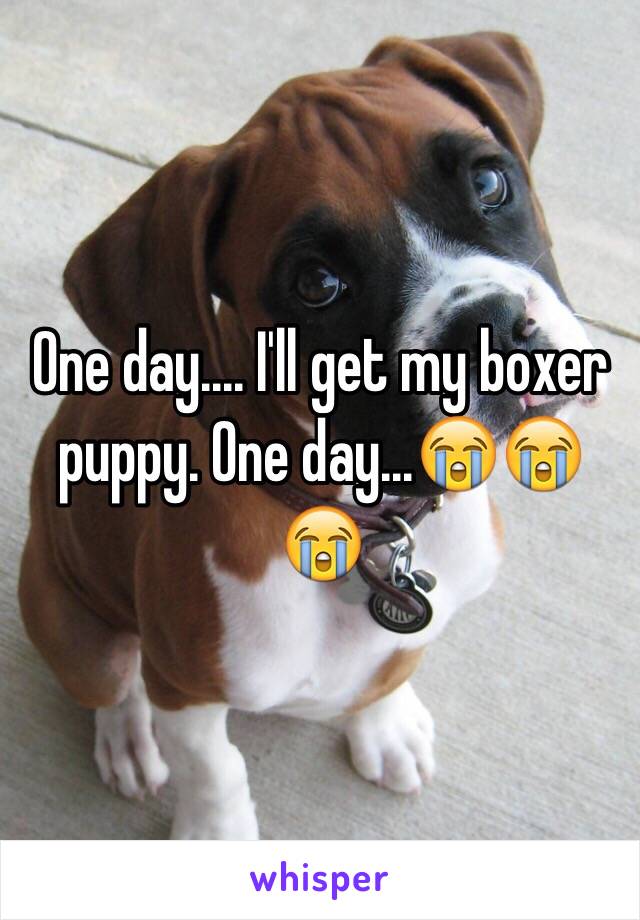 One day.... I'll get my boxer puppy. One day...😭😭😭