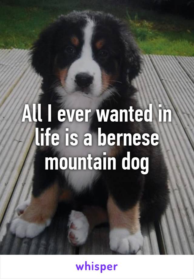 All I ever wanted in life is a bernese mountain dog