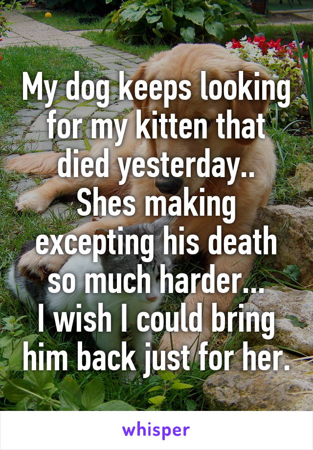 My dog keeps looking for my kitten that died yesterday..
Shes making excepting his death so much harder...
I wish I could bring him back just for her.