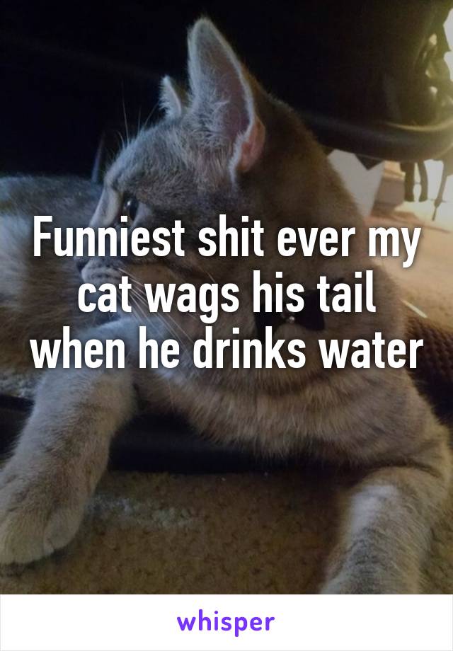 Funniest shit ever my cat wags his tail when he drinks water 