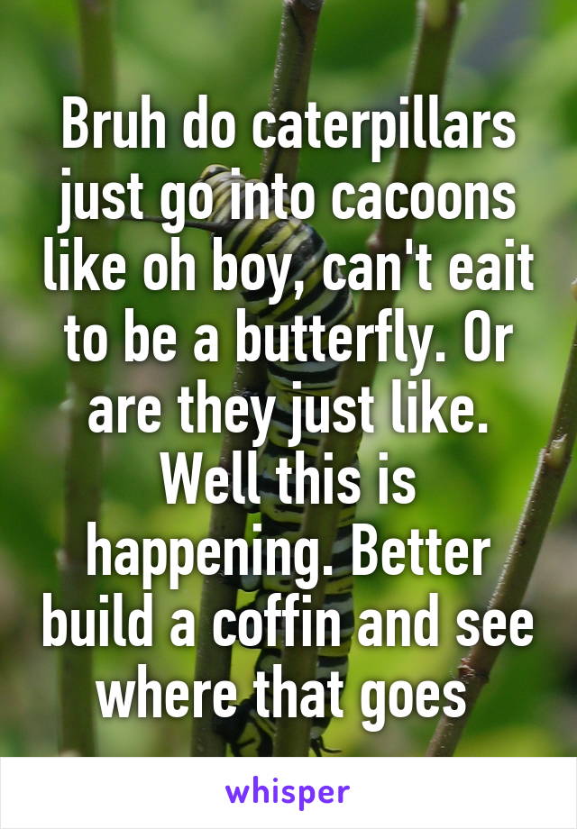 Bruh do caterpillars just go into cacoons like oh boy, can't eait to be a butterfly. Or are they just like. Well this is happening. Better build a coffin and see where that goes 