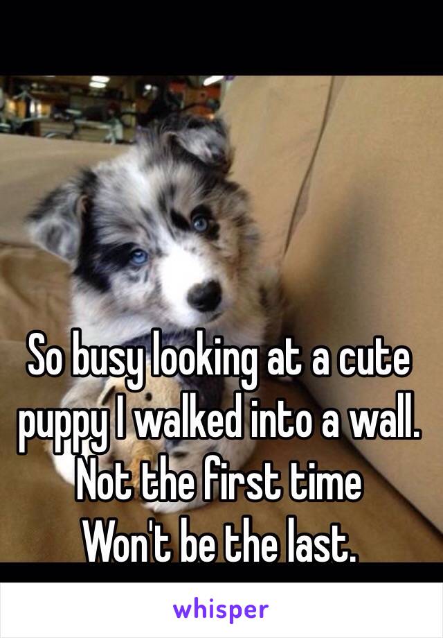 So busy looking at a cute puppy I walked into a wall. Not the first time
Won't be the last. 