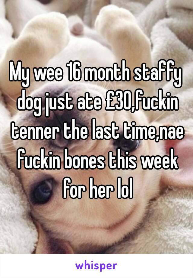 My wee 16 month staffy dog just ate £30,fuckin tenner the last time,nae fuckin bones this week for her lol