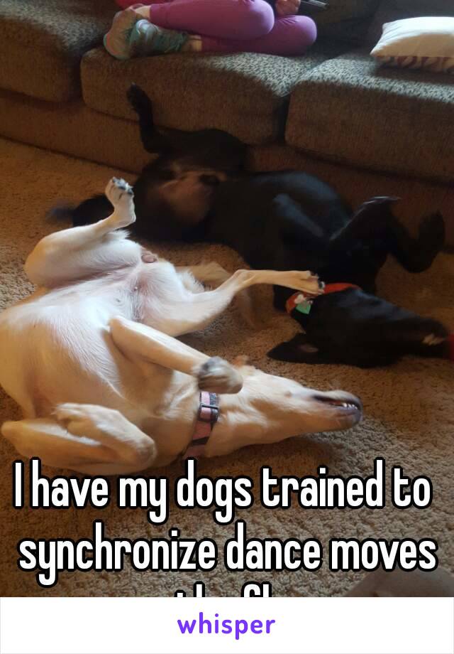 I have my dogs trained to synchronize dance moves on the floor