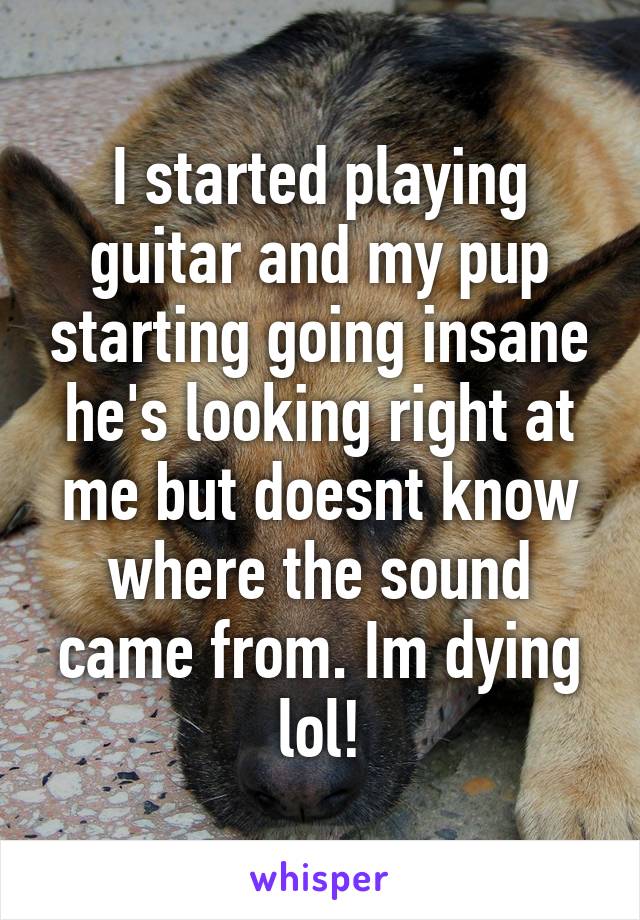 I started playing guitar and my pup starting going insane he's looking right at me but doesnt know where the sound came from. Im dying lol!