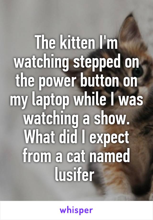 The kitten I'm watching stepped on the power button on my laptop while I was watching a show. What did I expect from a cat named lusifer 