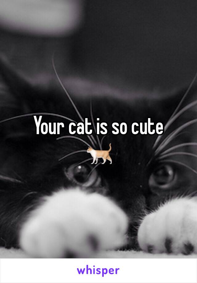 Your cat is so cute 
🐈