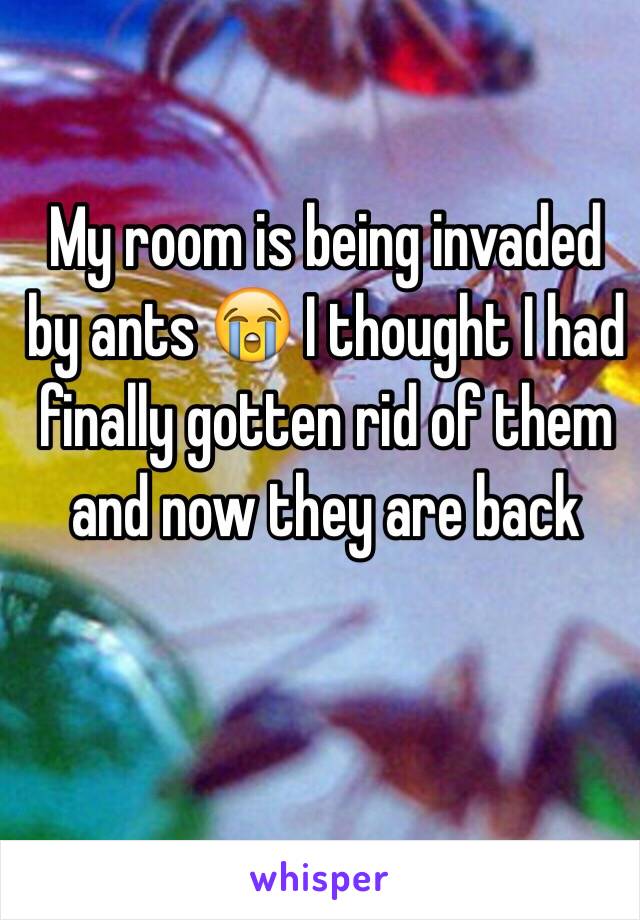 My room is being invaded by ants 😭 I thought I had finally gotten rid of them and now they are back