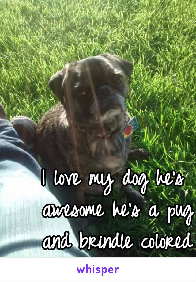 I love my dog he's awesome he's a pug and brindle colored