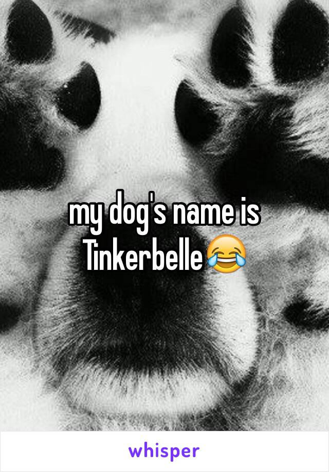 my dog's name is Tinkerbelle😂