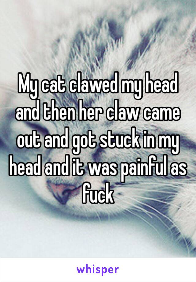 My cat clawed my head and then her claw came out and got stuck in my head and it was painful as fuck 