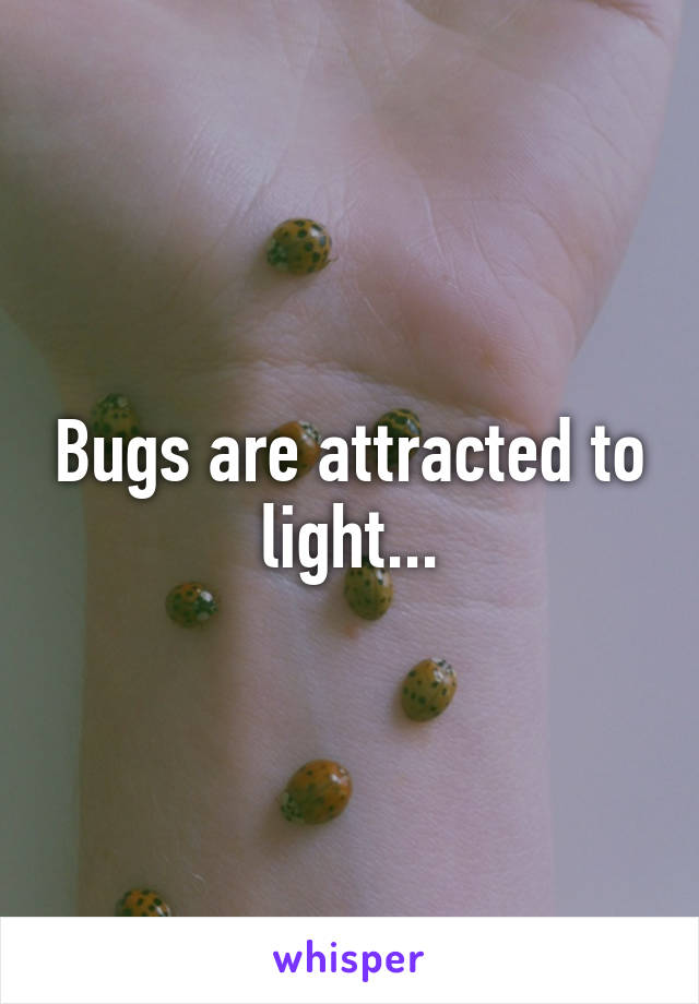 Bugs are attracted to light...