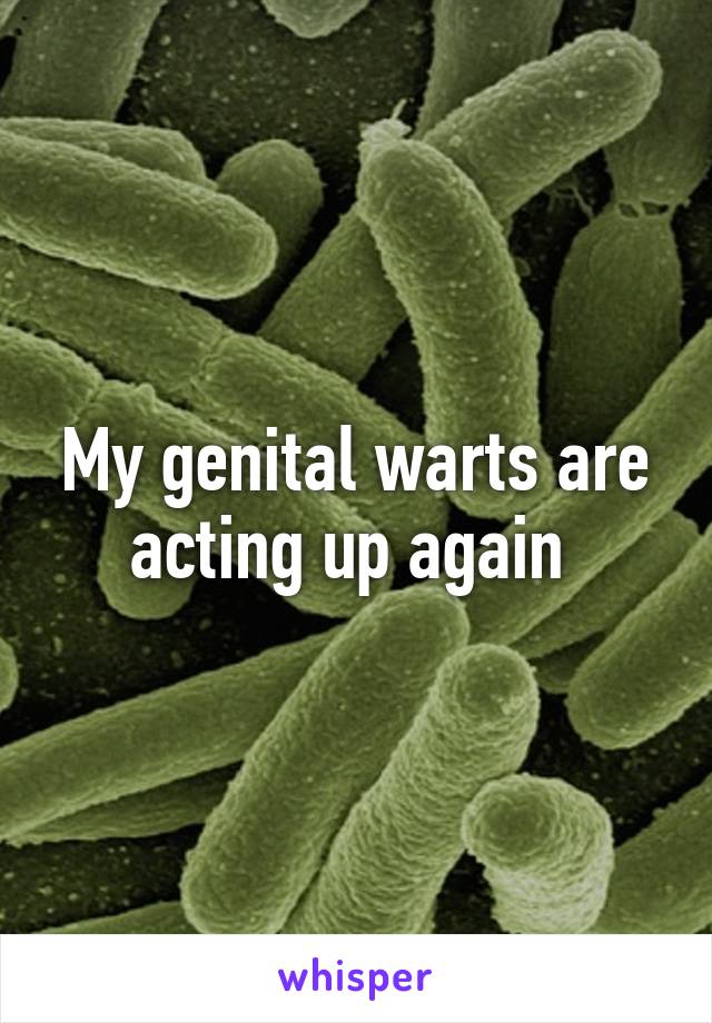 My genital warts are acting up again 