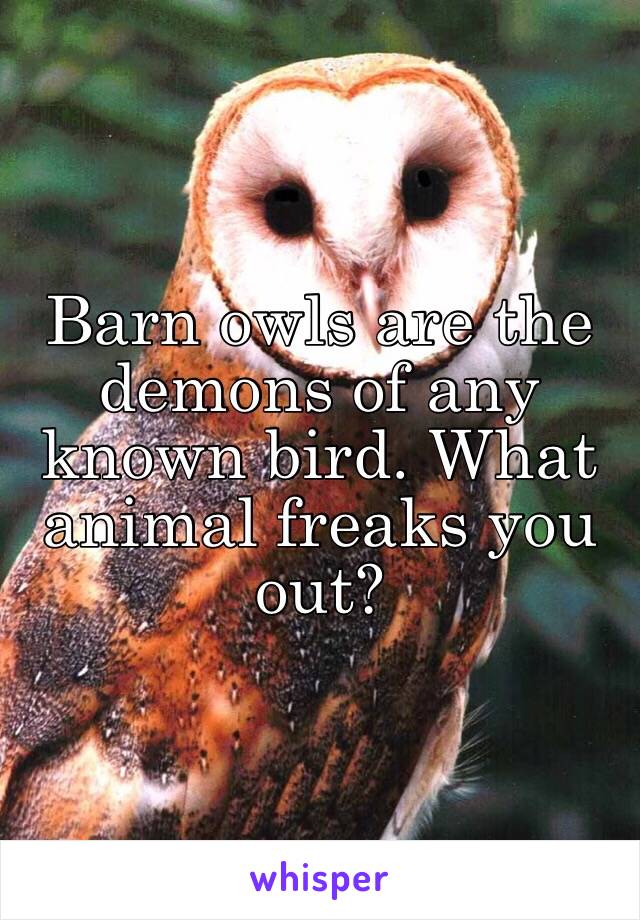 Barn owls are the demons of any known bird. What animal freaks you out?