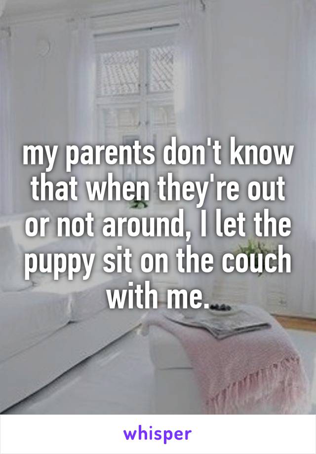 my parents don't know that when they're out or not around, I let the puppy sit on the couch with me.