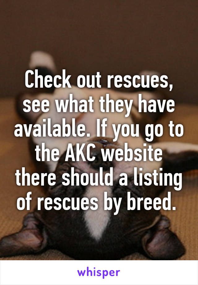 Check out rescues, see what they have available. If you go to the AKC website there should a listing of rescues by breed. 