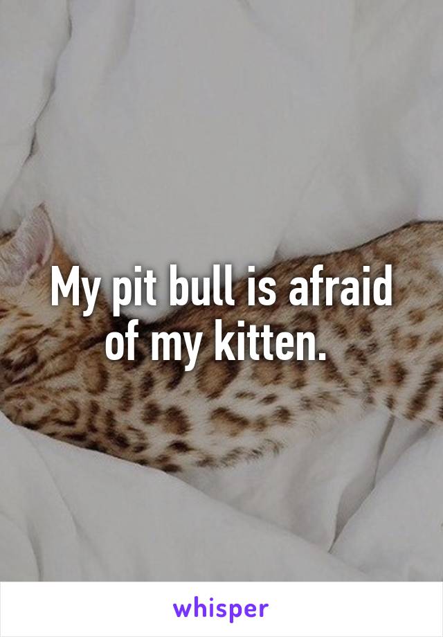My pit bull is afraid of my kitten. 
