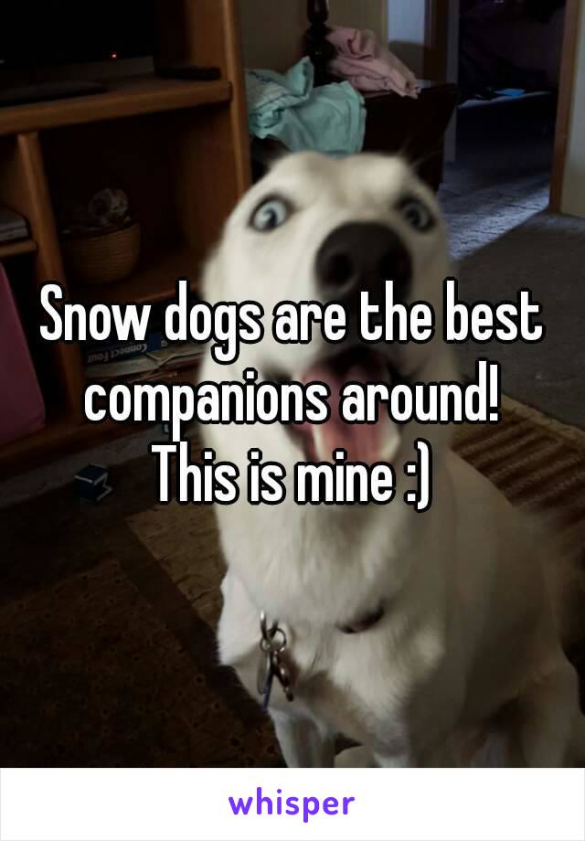 Snow dogs are the best companions around! 
This is mine :)