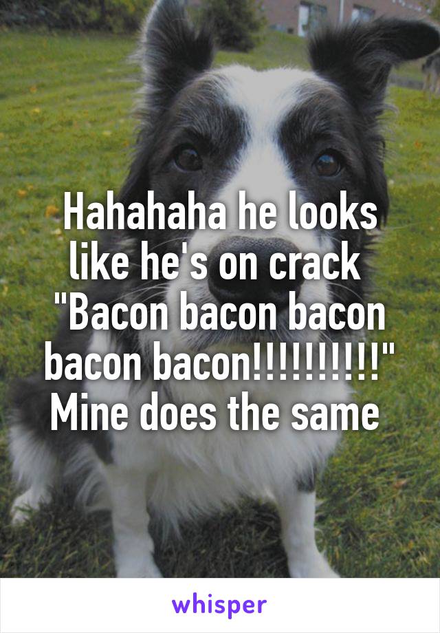 Hahahaha he looks like he's on crack 
"Bacon bacon bacon bacon bacon!!!!!!!!!!"
Mine does the same 