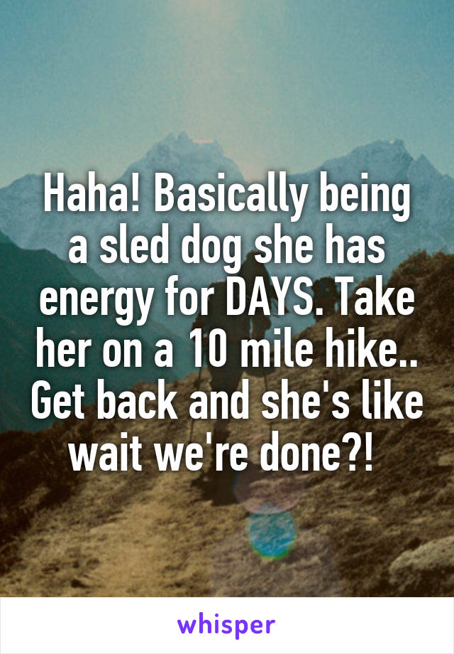 Haha! Basically being a sled dog she has energy for DAYS. Take her on a 10 mile hike.. Get back and she's like wait we're done?! 