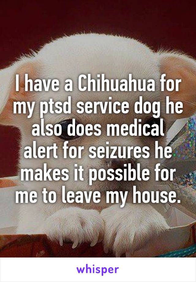 I have a Chihuahua for my ptsd service dog he also does medical alert for seizures he makes it possible for me to leave my house.