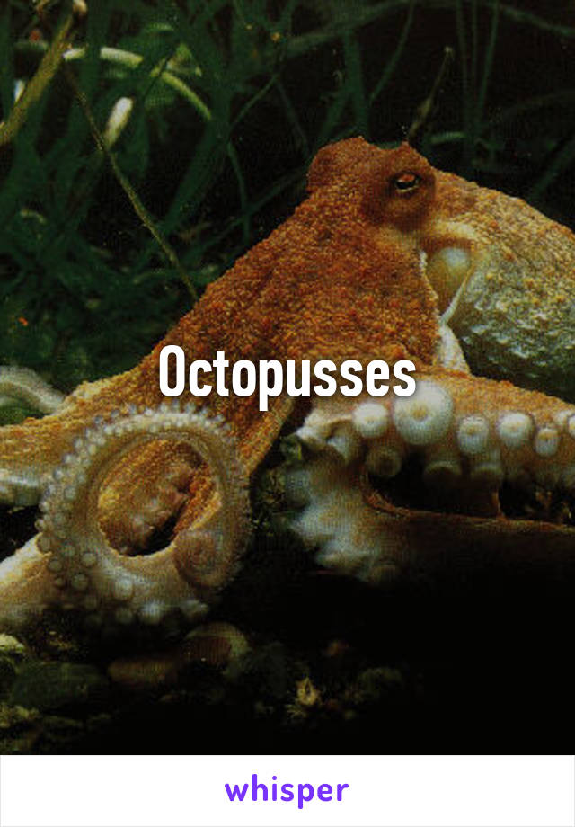 Octopusses
