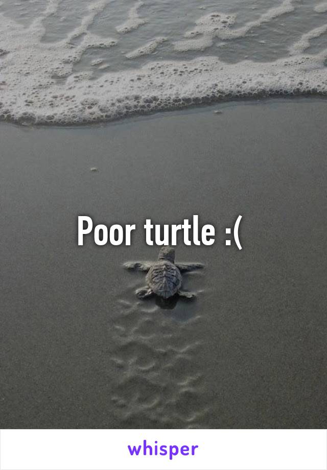 Poor turtle :( 