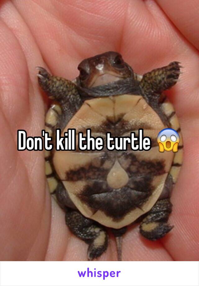 Don't kill the turtle 😱