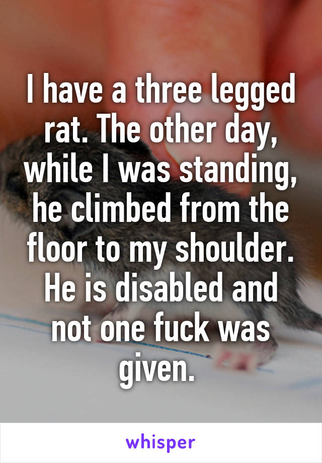 I have a three legged rat. The other day, while I was standing, he climbed from the floor to my shoulder. He is disabled and not one fuck was given. 