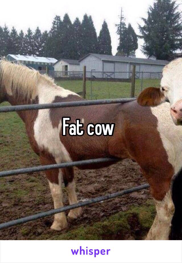 Fat cow