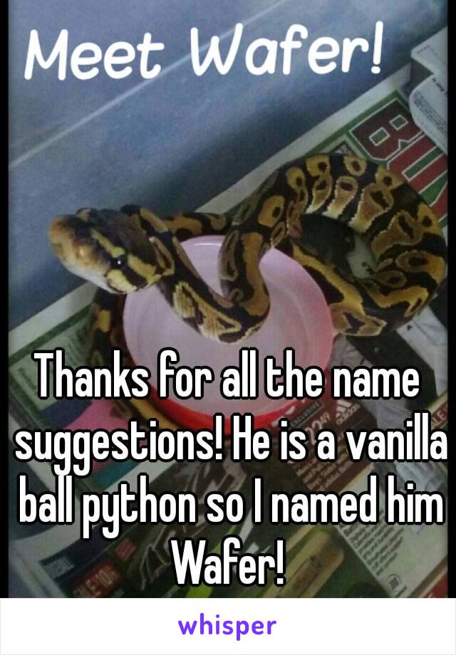 Thanks for all the name suggestions! He is a vanilla ball python so I named him Wafer! 