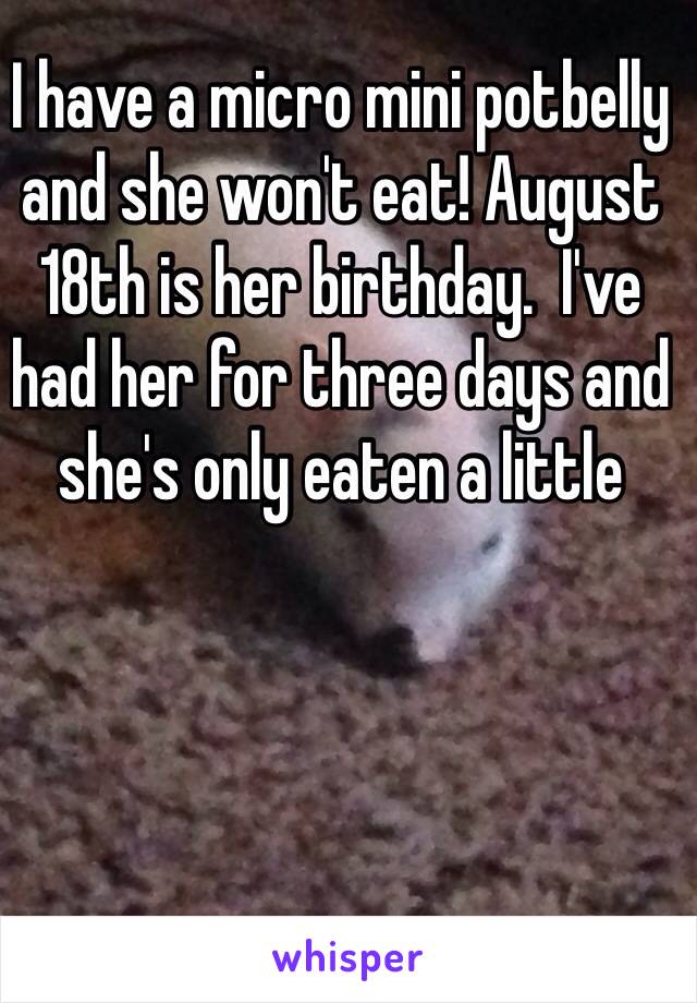 I have a micro mini potbelly and she won't eat! August 18th is her birthday.  I've had her for three days and she's only eaten a little