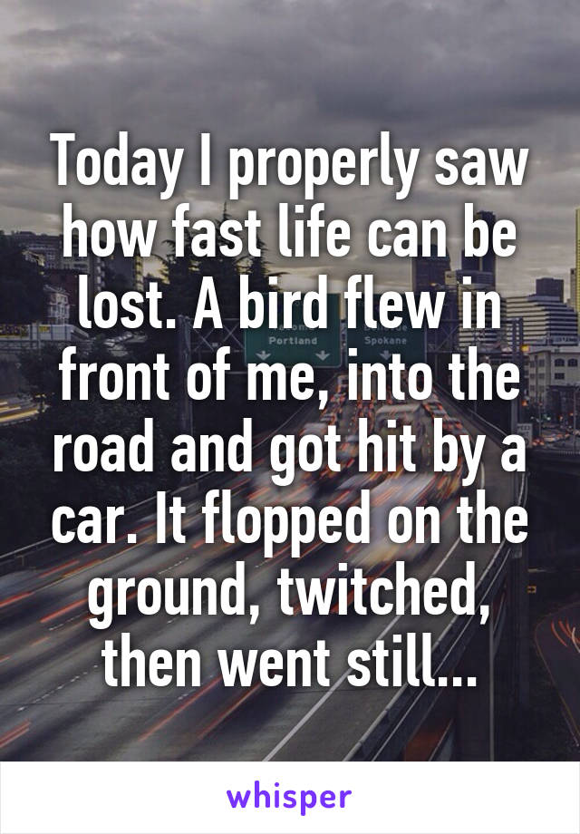 Today I properly saw how fast life can be lost. A bird flew in front of me, into the road and got hit by a car. It flopped on the ground, twitched, then went still...