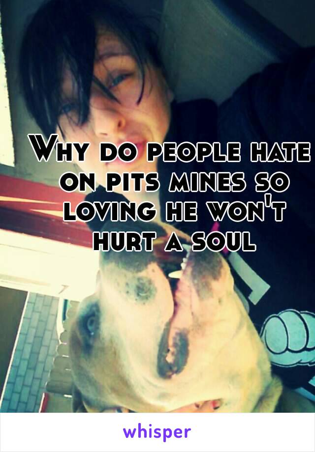 Why do people hate on pits mines so loving he won't hurt a soul