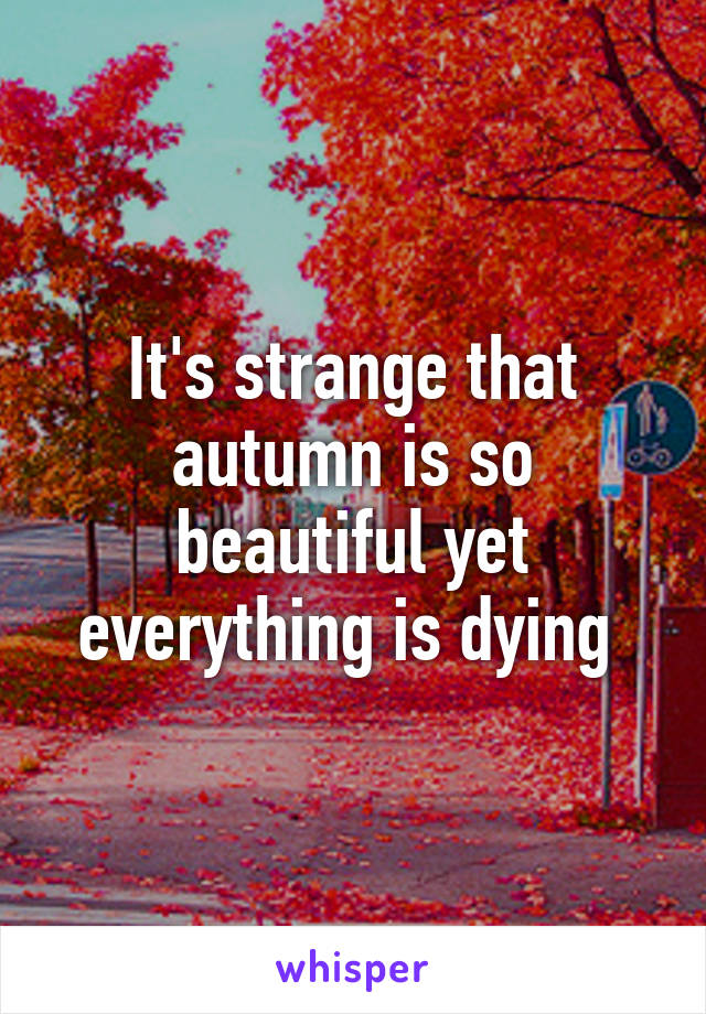 It's strange that autumn is so beautiful yet everything is dying 