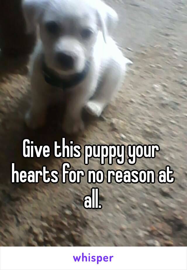 Give this puppy your hearts for no reason at all.