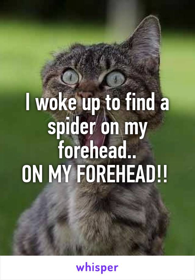 I woke up to find a spider on my forehead..
ON MY FOREHEAD!! 