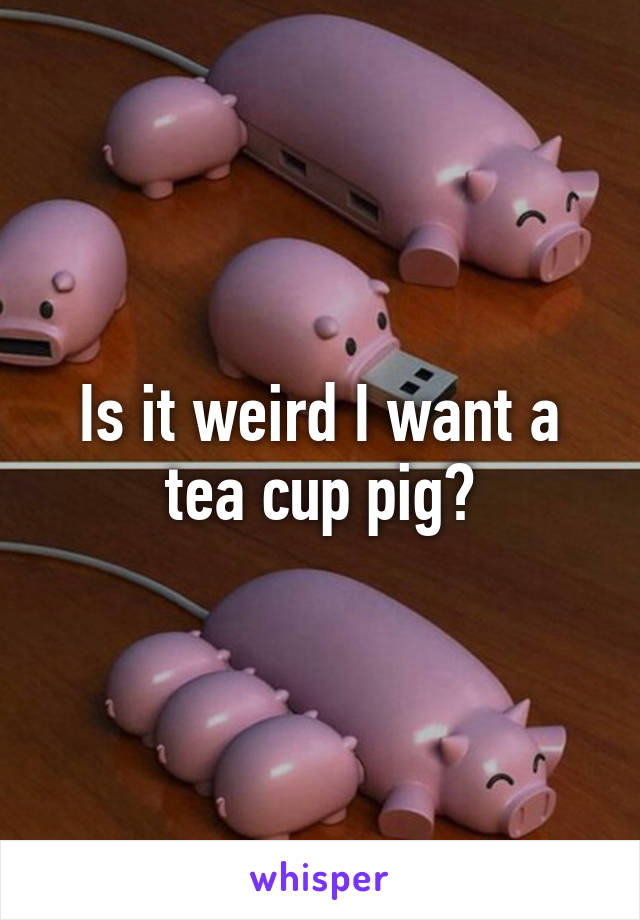 Is it weird I want a tea cup pig?