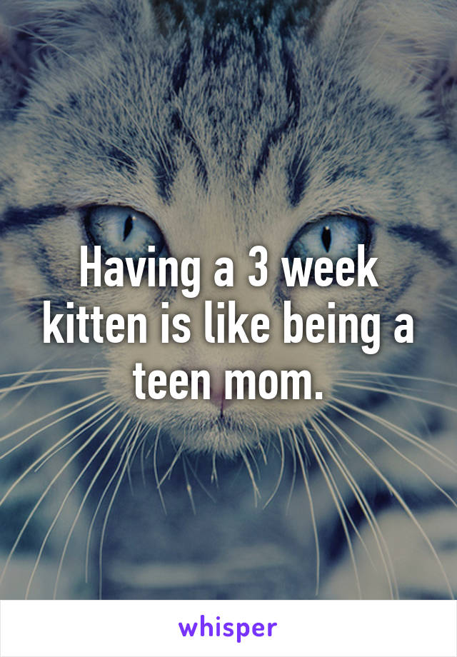 Having a 3 week kitten is like being a teen mom.