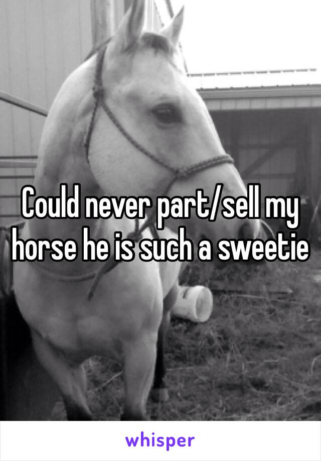 Could never part/sell my horse he is such a sweetie 